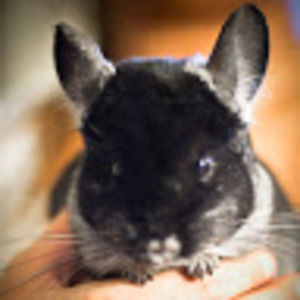 Meet your Posher, Jinna